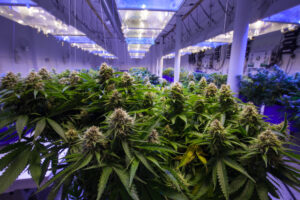 a commercial marijuana grow operation